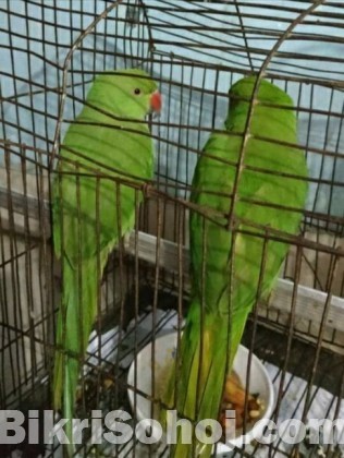 Ringneck  parrot